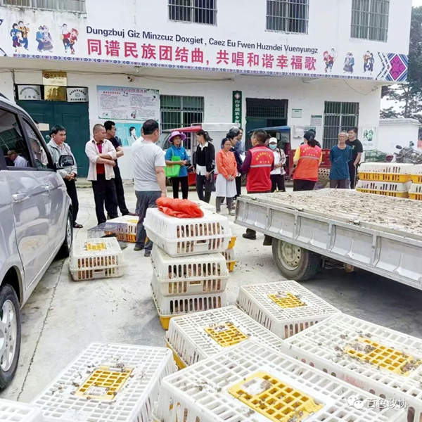 百色市政协开展党建引领乡村振兴·赠爱心鸡苗产业帮扶活动