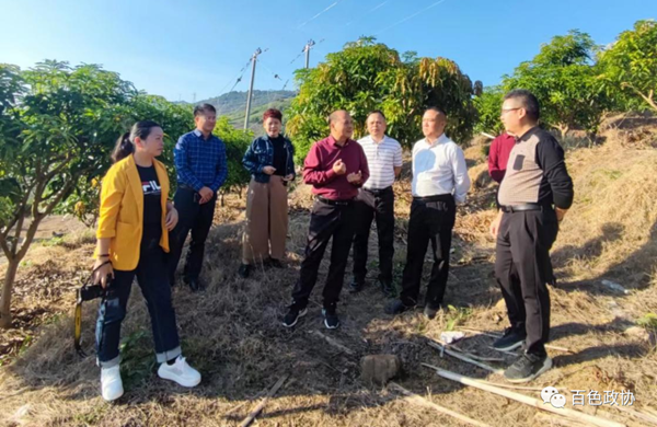调研组在田林县定安镇渭密村芒果脱贫奔康产业园实地查看提案办理情况.png