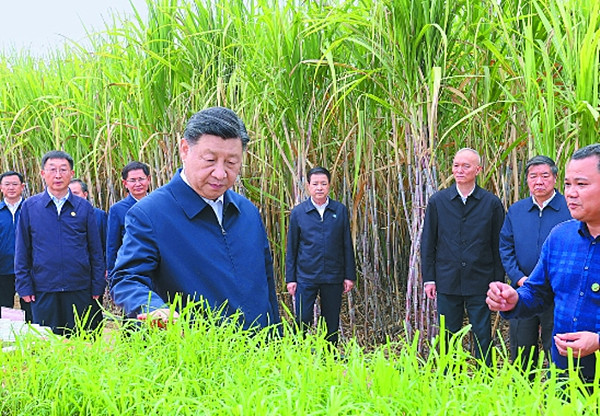 这是14日下午，习近平在来宾市国家现代农业产业园黄安优质“双高”糖料蔗基地考察。　　□新华社记者 王 晔 摄.jpg