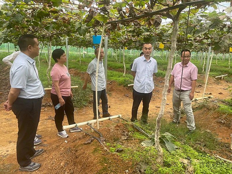 调研组在田林县爱善现代农业庄园调研.jpg