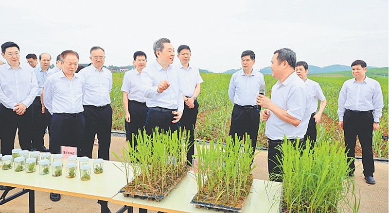 5月28日，自治区政协领导班子成员沿着习近平总书记2023年12月视察广西足迹，在来宾市开展现场体验式教育活动，深入贯彻落实习近平总书记关于广西工作论述的重要要求，进一步感悟思想伟力，激发奋进动力。图为自治区政协主席孙大伟一行在来宾市国家现代农业产业园黄安优质“双高”糖料蔗基地了解甘蔗组培苗繁育情况。本报记者 覃文宇摄.jpg